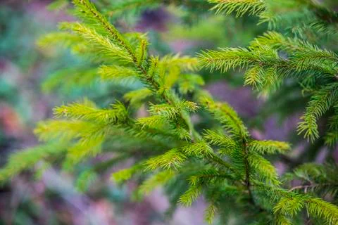 Spring bright background with young spruce branches. Selective focus. Stock Photos