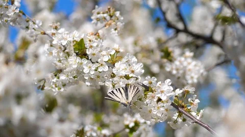 Spring. The bright blue sky. A butterfly sat on a branch of cherry blossoms Stock Footage 129290156