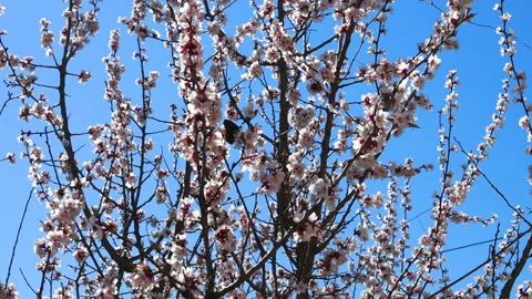 Spring. The bright blue sky. A butterfly sat on a branch of cherry blossoms Video stock 129770478