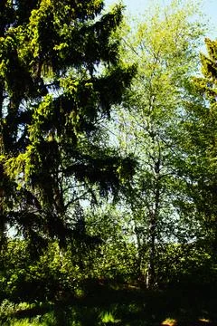 Spring. Bright contrasting spring shadows. We observe coniferous and deciduo Stock Photos