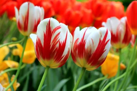 Spring bright red and white tulips on a beautiful background Stock Photos