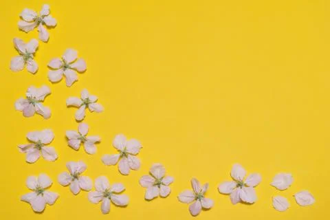 Spring bright yellow background with border made of blossoming apple flowers. Stock Photos