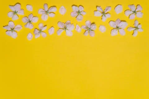 Spring bright yellow background with border made of blossoming apple flowers. Stock Photos