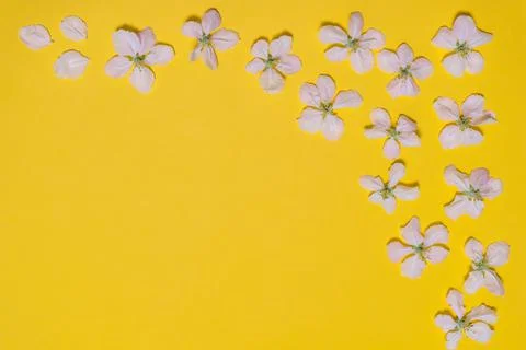 Spring bright yellow background with border made of blossoming apple flowers. Foto stock