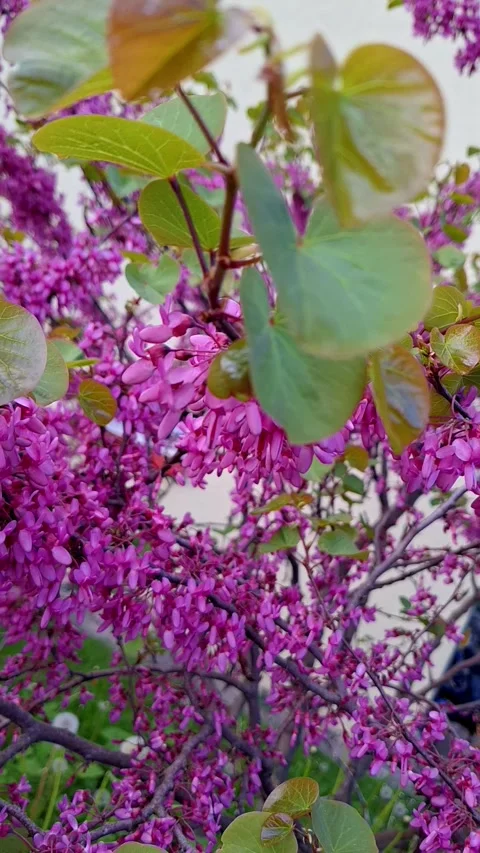 Spring brings and sommer a harmonious mood and good feelings. Stock Footage 337799381