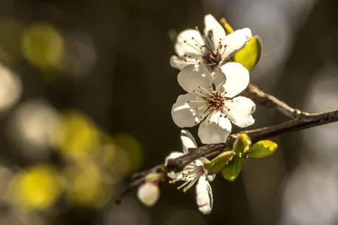 Spring brings the branches of the trees to flowering Stock Photos