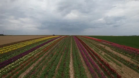 Spring brings a spectacular display of tulip flowers of Flevoland Stock Footage 333593210