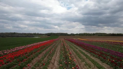 Spring brings a spectacular display of tulip flowers of Flevoland Stock Footage 333593221