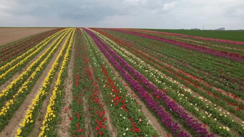 Spring brings a spectacular display of tulip flowers across the fields Stock Footage 333593226