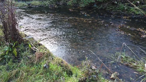 Spring brook in Autumn 2021 Stock Footage 167952205