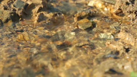 Spring brook in closeup Stock Footage 96011758