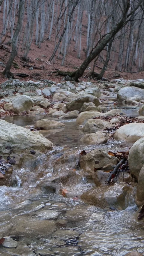 Spring brook. Flowing water from a stream in the forest. Stock Footage 164680504