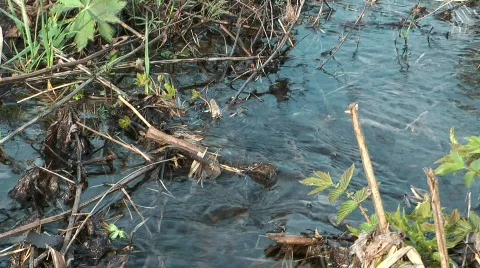 Spring Brook. Stock Footage 710871