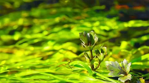 Spring brook Stock Footage 21290691