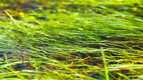 Spring brook Stock Footage 21290902