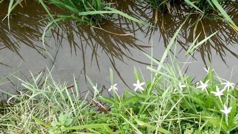 Spring brook. spring water Stock Footage 85493115