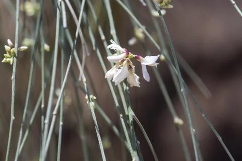 Spring broom Ginestrae beginning to blossom Stock Photos