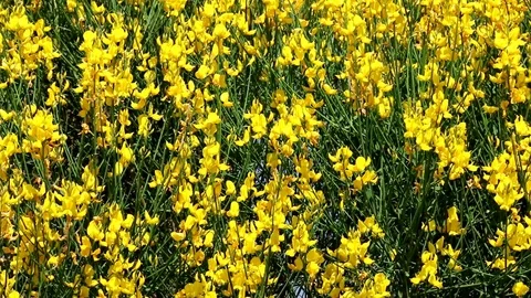 Spring broom plant in bloom Stock Footage 120802387