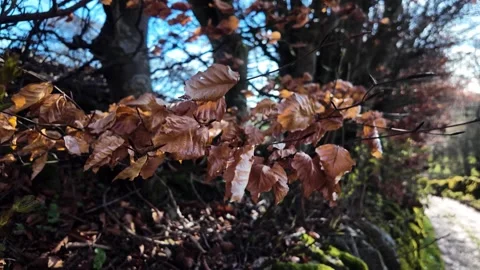 Spring brown leaves waving in wind on beech trees Stock Footage 333632257