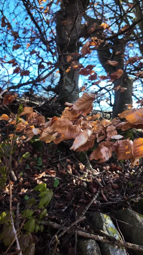 Spring brown leaves waving in wind on beech trees. vertical video Stock Footage 333697022