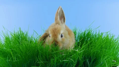 Spring brown rabbit with one ear down, sitting in the green grass, sniffing Stock Footage 104866598