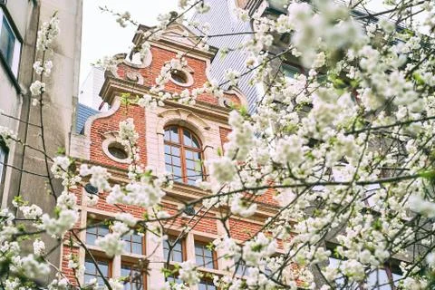 Spring in Brussels, Belgium. Cherry trees blooming on old red brick building Stock Photos