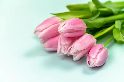 Spring bud bouquet creative frame design. Blank with pink tulips. Stock Photos