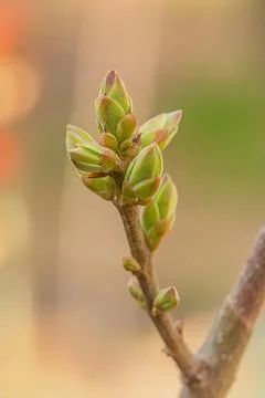 Spring bud on a branch on a blurred natural background. Stock Photos
