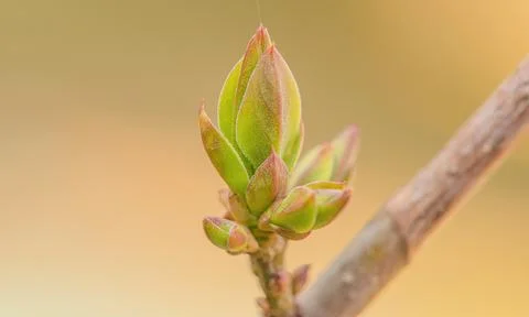 Spring bud on a branch on a blurred natural background. Stock Photos
