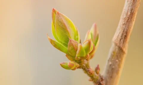 Spring bud on a branch on a blurred natural background. Stock Photos