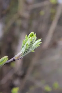 Spring bud in bud. Stock Photos