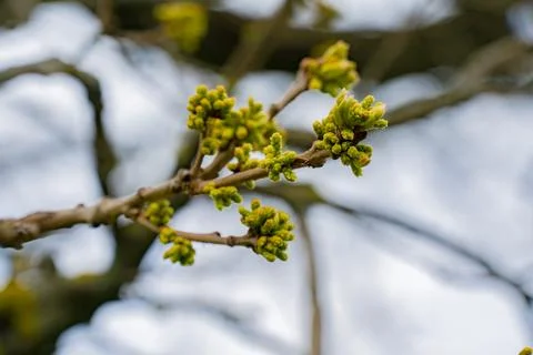 Spring Bud Close-up Stock Photos