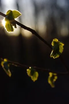 Spring bud. Composition of nature. Stock Photos