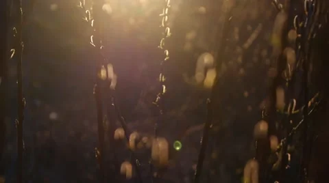 Spring bud Stock Footage 48700556