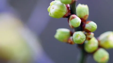 Spring bud Stock Footage 61778184