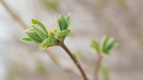 Spring bud. 库存影片 73597717