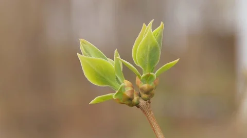 Spring bud. Stock Footage 73602809