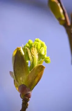 Spring bud Stock Photos