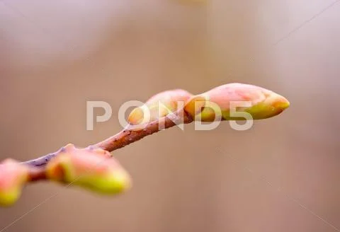 Spring bud Stock Photos