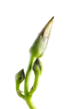 Spring bud Stock Photos