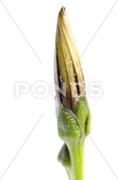 Spring bud Stock Photos