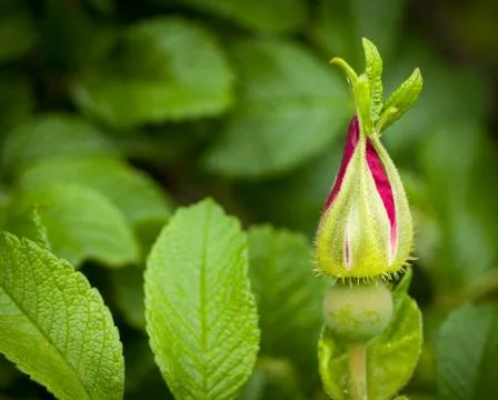 Spring bud Stock Photos