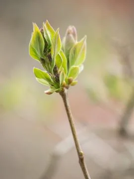Spring bud Stock Photos