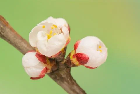Spring bud Stock Photos