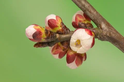 Spring bud Stock Photos