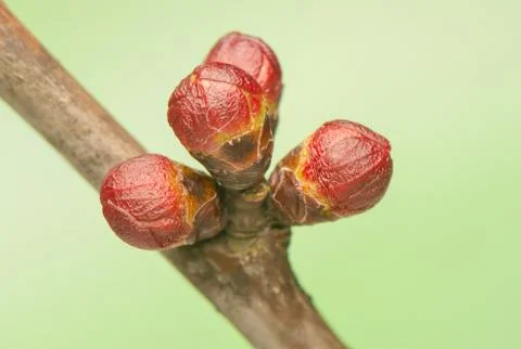 Spring bud Stock Photos