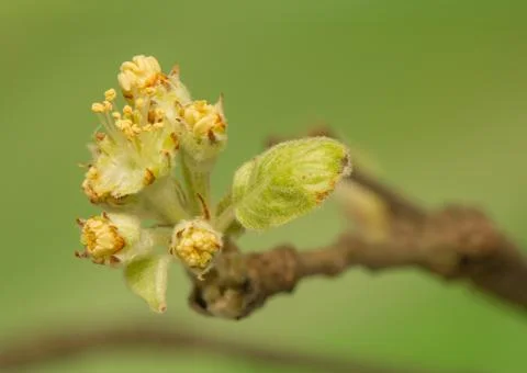 Spring bud Stock Photos