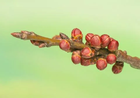 Spring bud Stock Photos