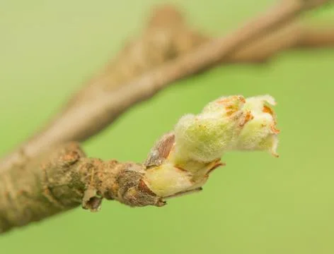 Spring bud Stock Photos
