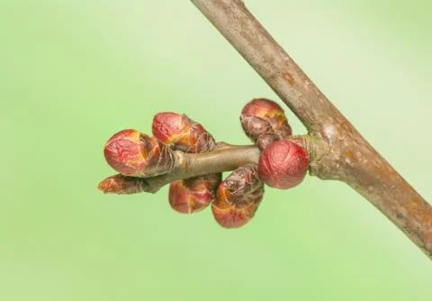 Spring bud Stock Photos